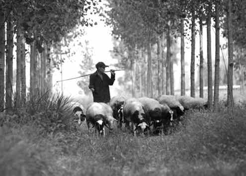 早晨6点，张龙根赶着羊群来吃还沾着露水的青草